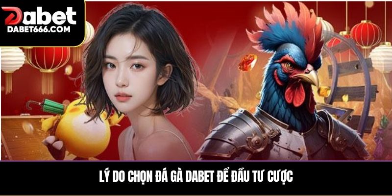 Lý do chọn đá gà DABET để đầu tư cược