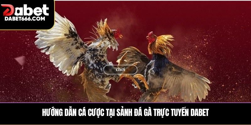 Hướng dẫn cá cược tại sảnh đá gà trực tuyến DABET