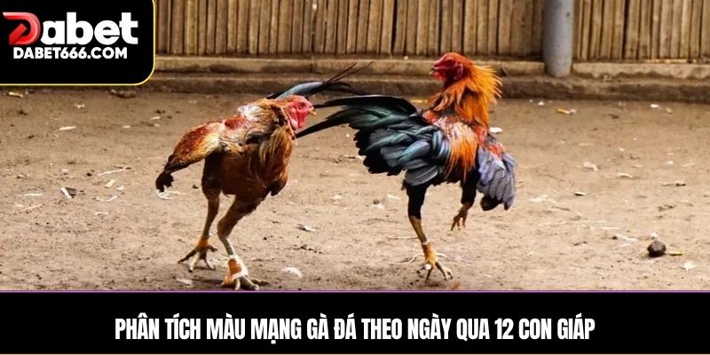 Phân tích màu mạng gà đá theo ngày qua 12 con giáp