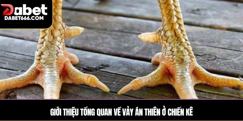 Giới thiệu tổng quan về vảy Án Thiên ở chiến kê