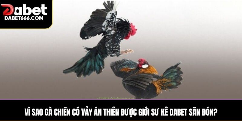 Vì sao gà chiến có vảy án thiên được giới sư kê DABET săn đón?
